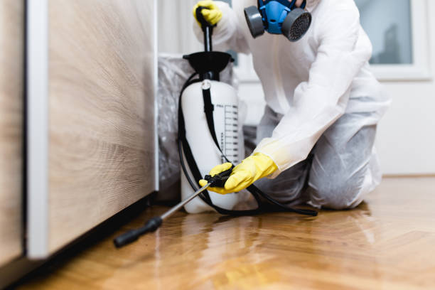 Best Ant Control Services  in Chico, TX