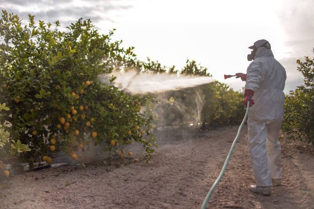 Best Affordable Pest Control Services  in Chico, TX