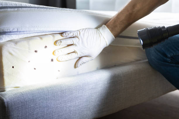 Best Pest Removal Services  in Chico, TX