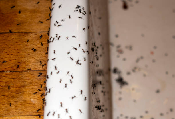 Best Pest Control Treatment  in Chico, TX