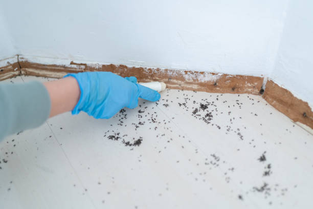 Professional Pest Control in Chico, TX