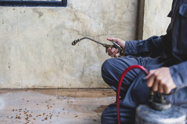 Best Residential Pest Control  in Chico, TX